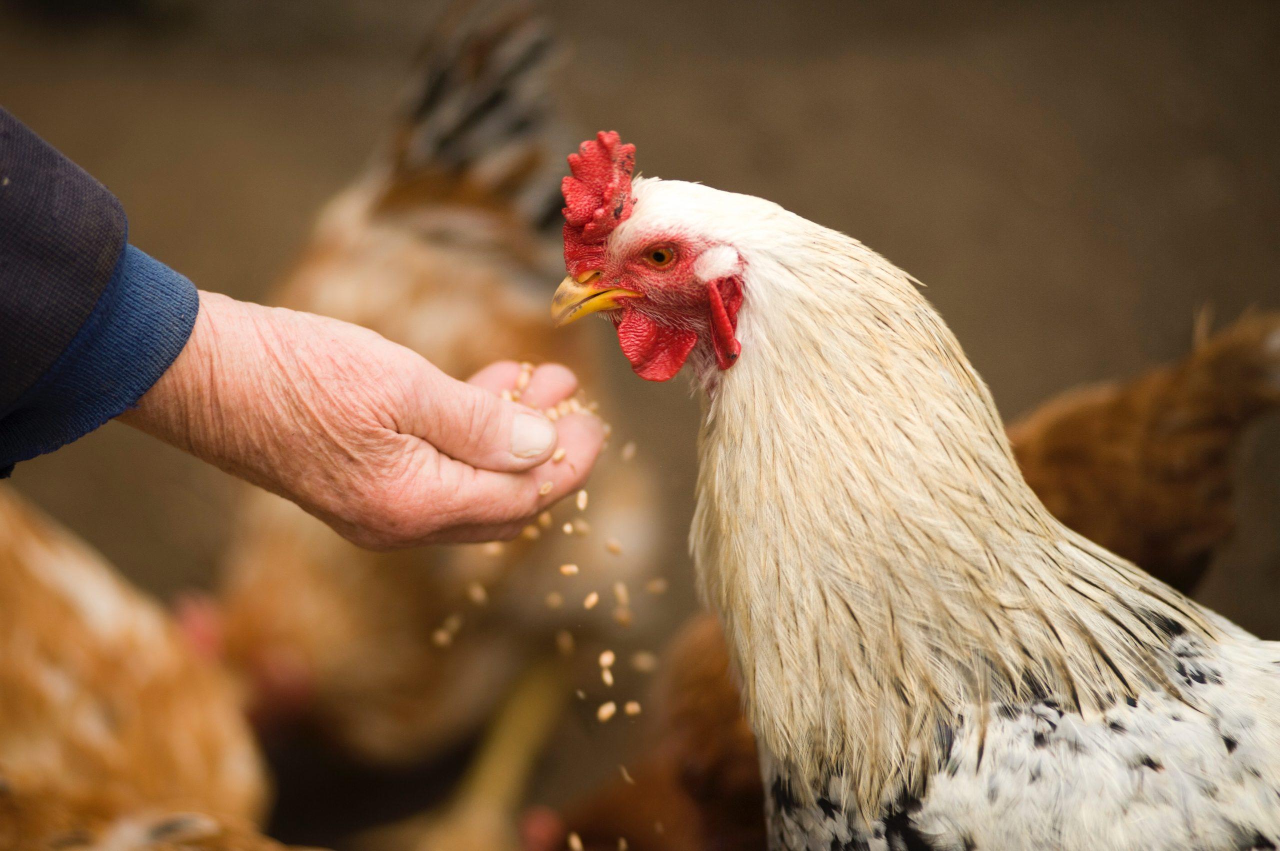 Making your own quality chicken feed at home to save on costs