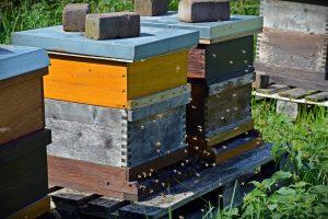 Langstoth bee hives in an apairy