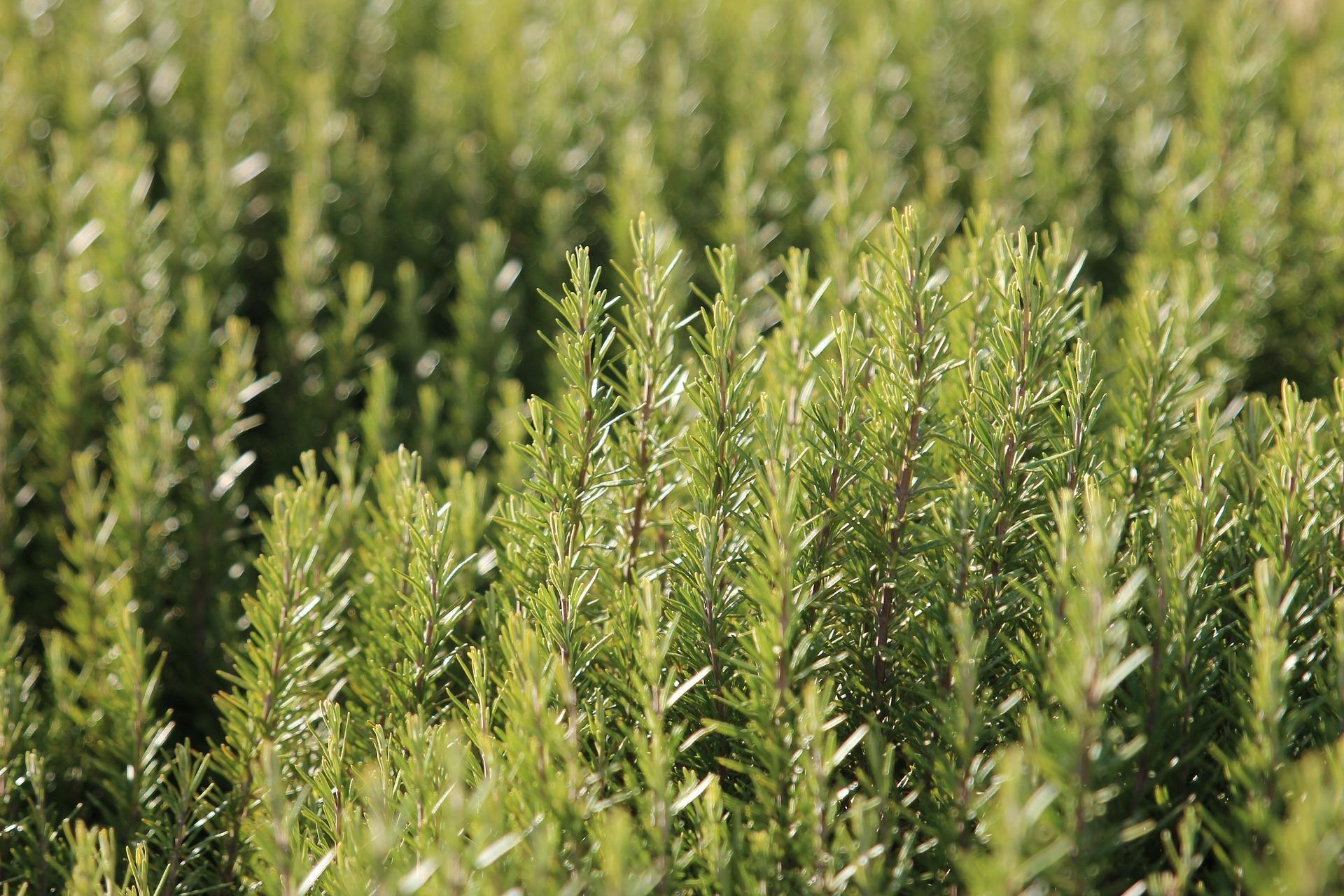 Rosemary Garden