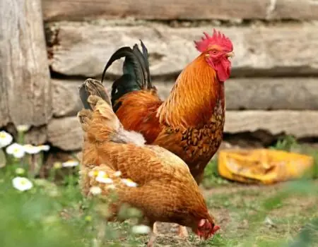 Kienyeji chickens
