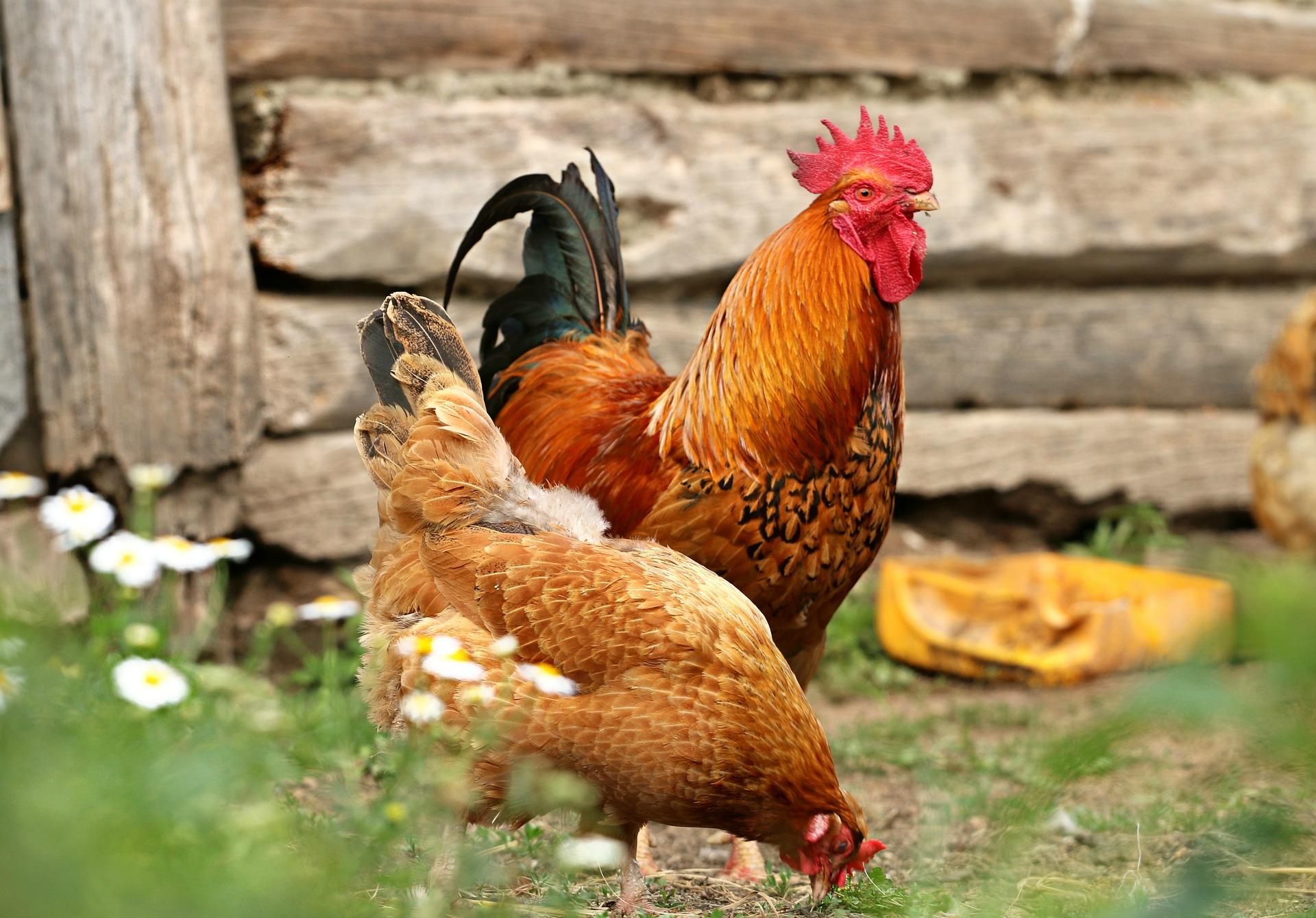 Vaccination schedule for Kienyeji chicken for 2022