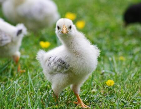 How To Start Chicken Farming In Kenya: The Basics