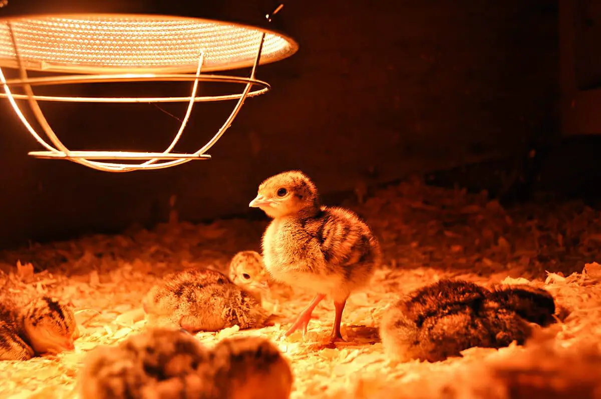 Best way of managing chicks in the brooder from 0 weeks to 8 weeks