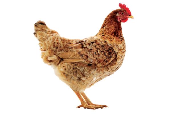 Kenbro Chicken Breed Information and management