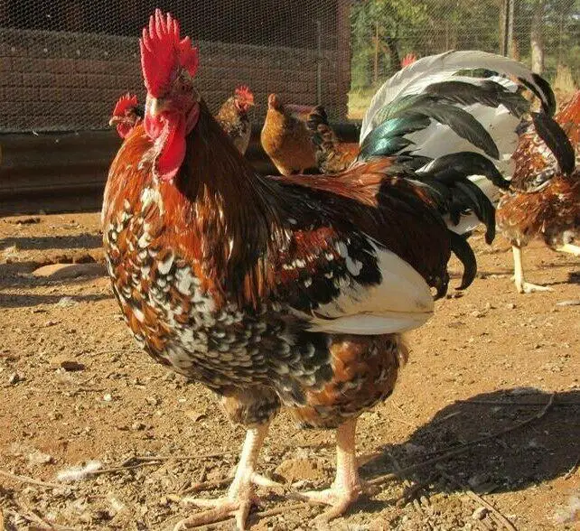 Boschveld Indigenous Chicken Breed 
