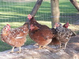 Boschveld Indigenous Chicken Breed 