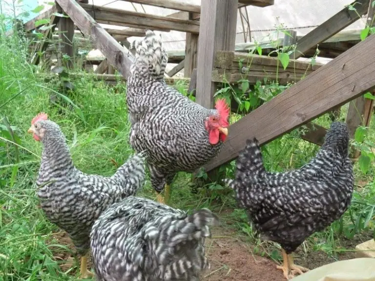 Potch Koekoek Chicken Breed Characteristics and Management