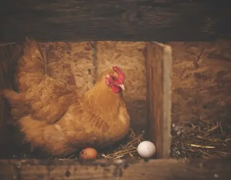 Reasons Why Chicken Stop Laying Eggs
