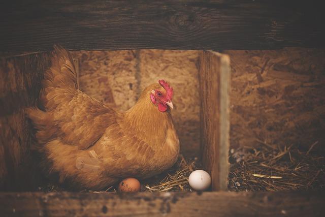 8 Reasons Your Chickens Stopped Laying Eggs