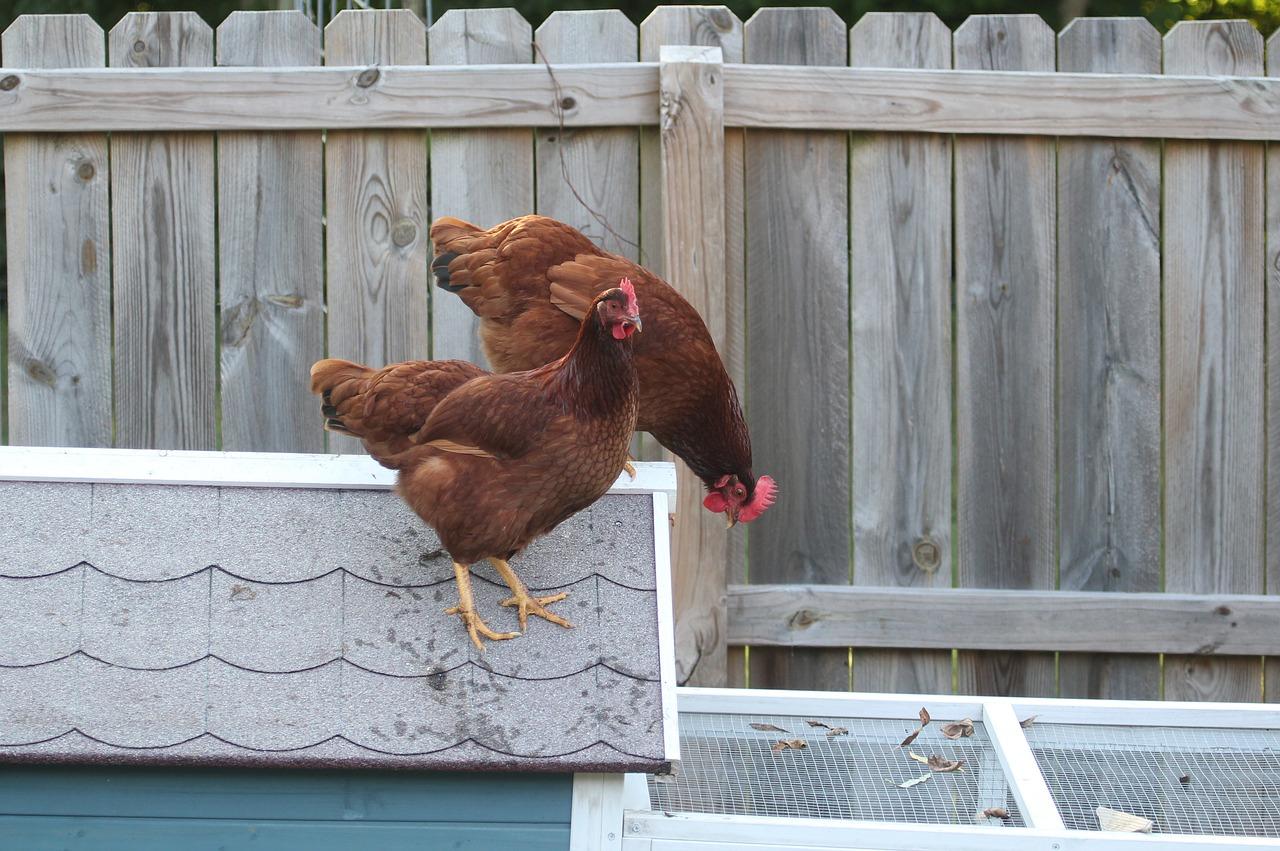 Rhode Island Red Chicken Breed Characteristics and Management