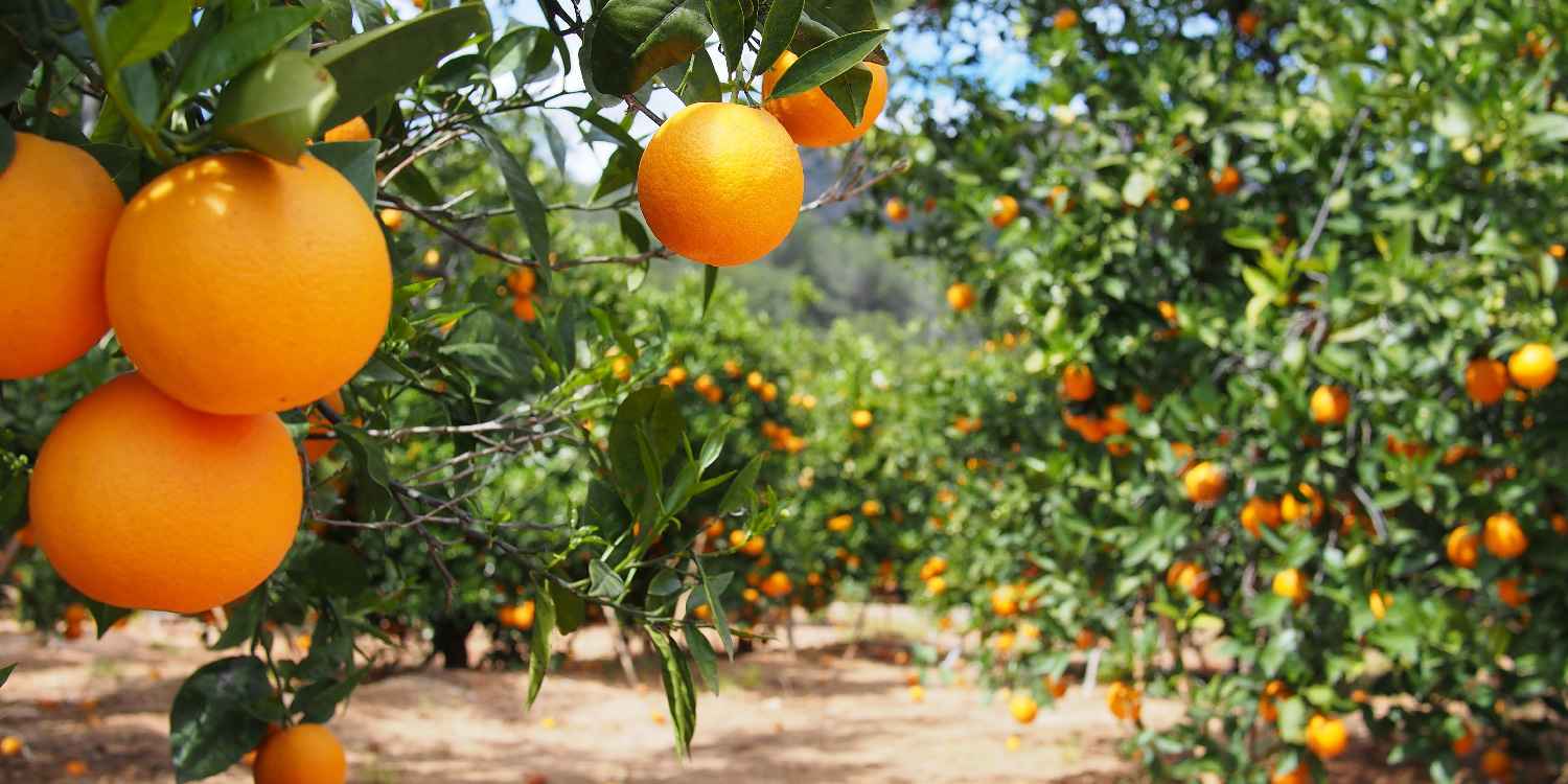 How to start sweet orange farming.