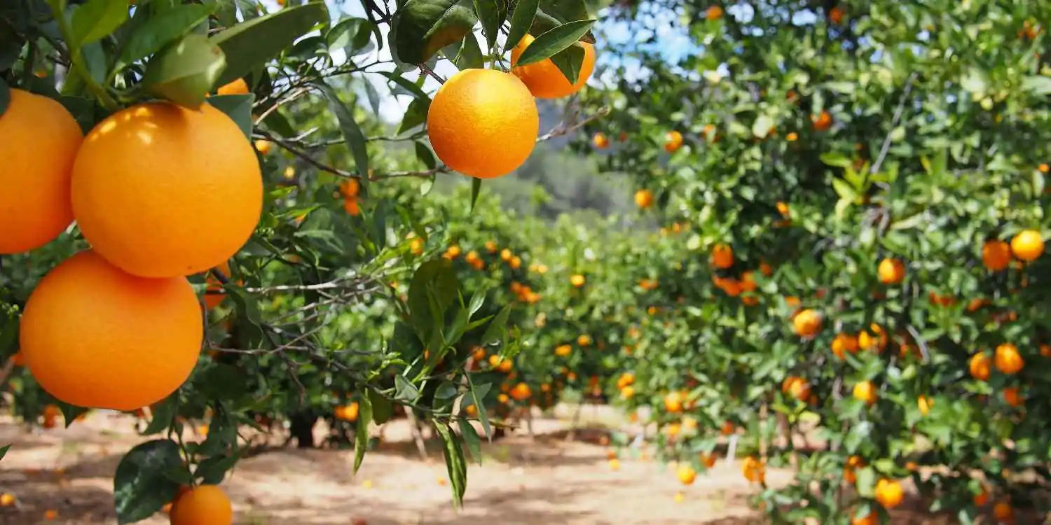 How to start sweet orange farming