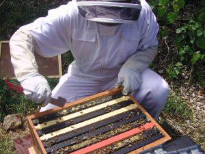 Beginners Guide to Beekeeping