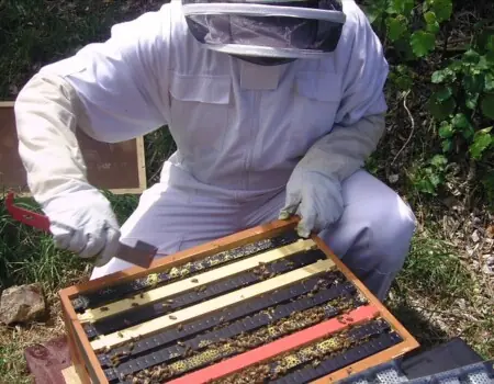 Beginners Guide to Beekeeping