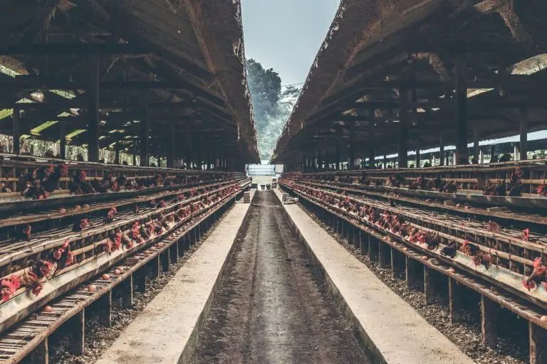 Layer Poultry Farming Production and Management Guide