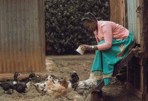 Kienyeji Chicken Farming in Kenya