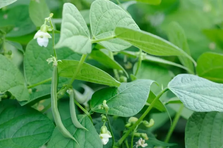 Guide to French Beans Farming in Kenya