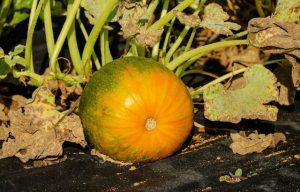 Pumpkin Farming in Kenya