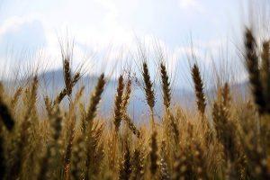 Wheat Farm