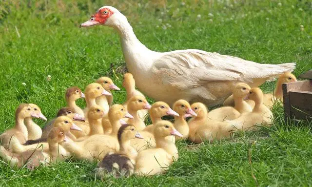 Duck farming in Kenya