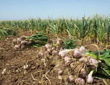 Garlic In Field