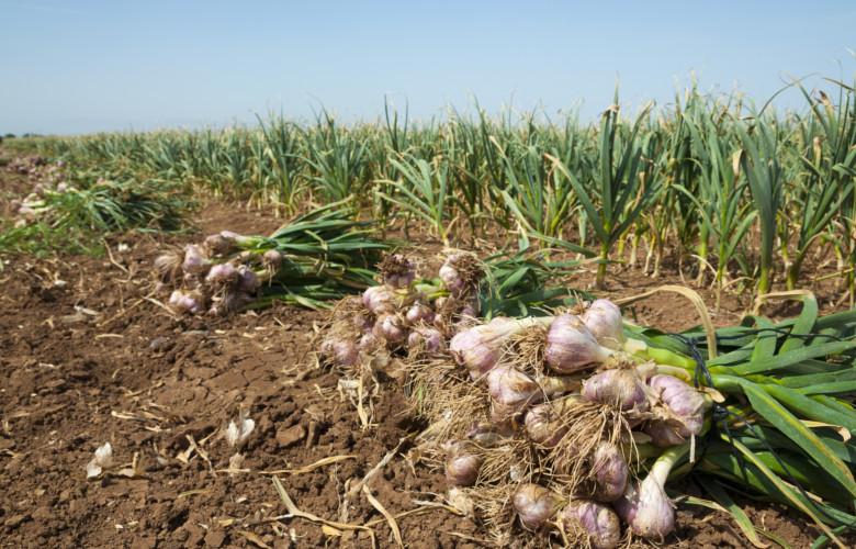 Garlic In Field