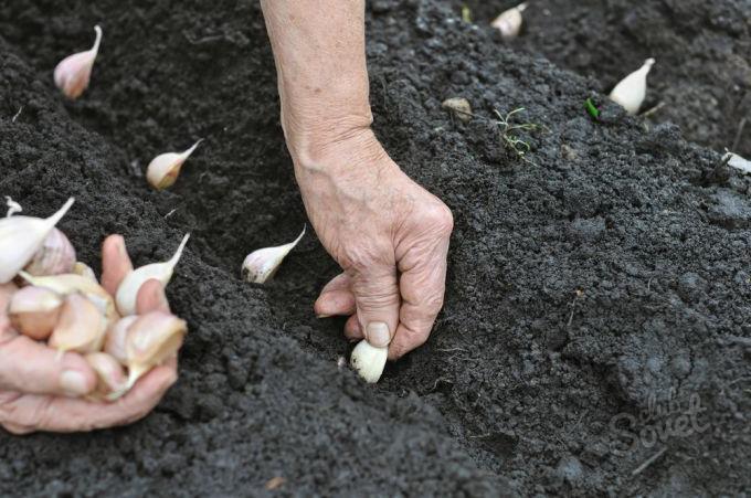 Sowing Garlic