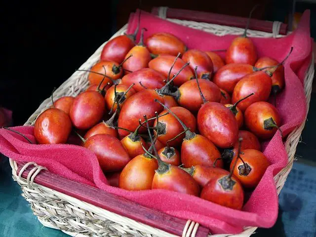 Farming Tree Tomato (Tamarillo) in Kenya. From farm to market