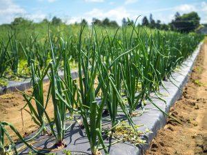 Bulb Onion In the field