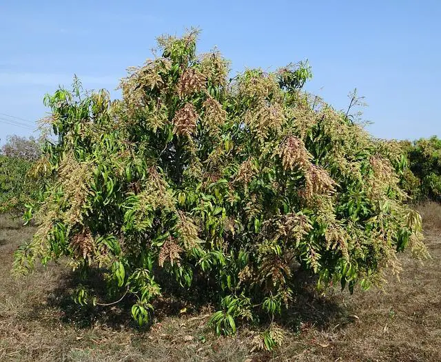 Mango Tree in Kenya