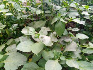 How to grow Managu (African Nightshade)