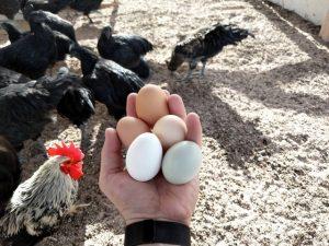 Best Ways to Stop Chicken From Eating Eggs