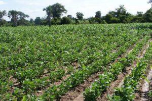 Kunde farming in Kenya