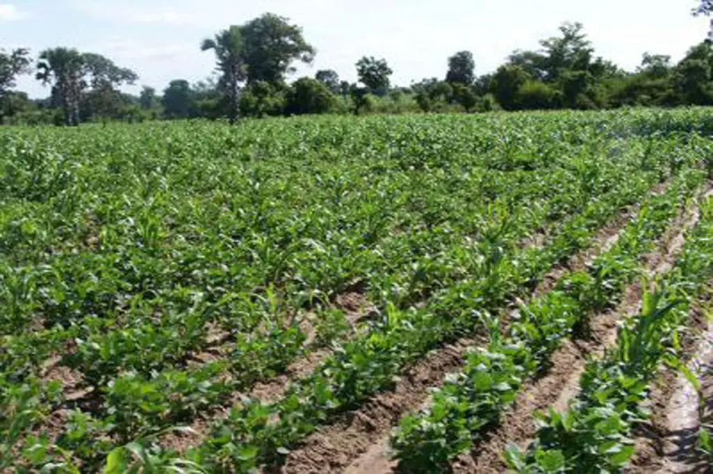 Kunde farming in Kenya