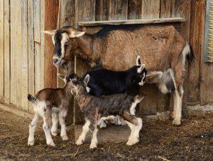 Dairy Goat Farming in Kenya