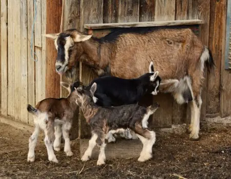 Dairy Goat Farming in Kenya