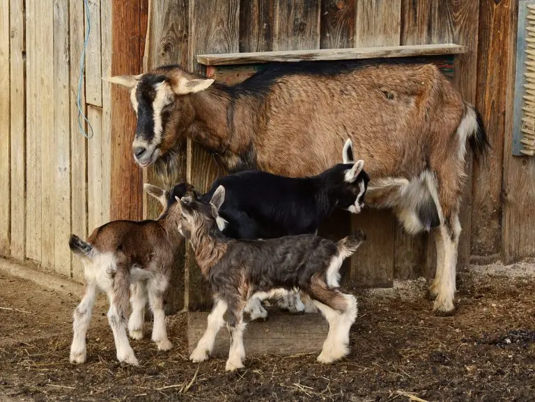 Successful dairy goat farming in Kenya