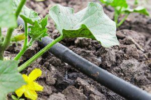 Farming Using Drip Irrigation in Kenya