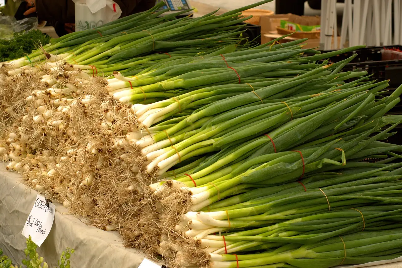 Spring Onion Farming in Kenya