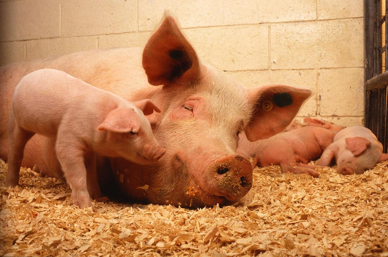 Complete Guide to Pig farming in Kenya