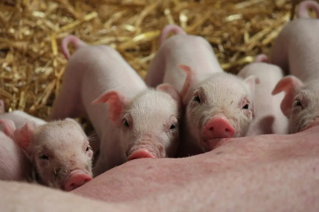 Piglets in Kenya