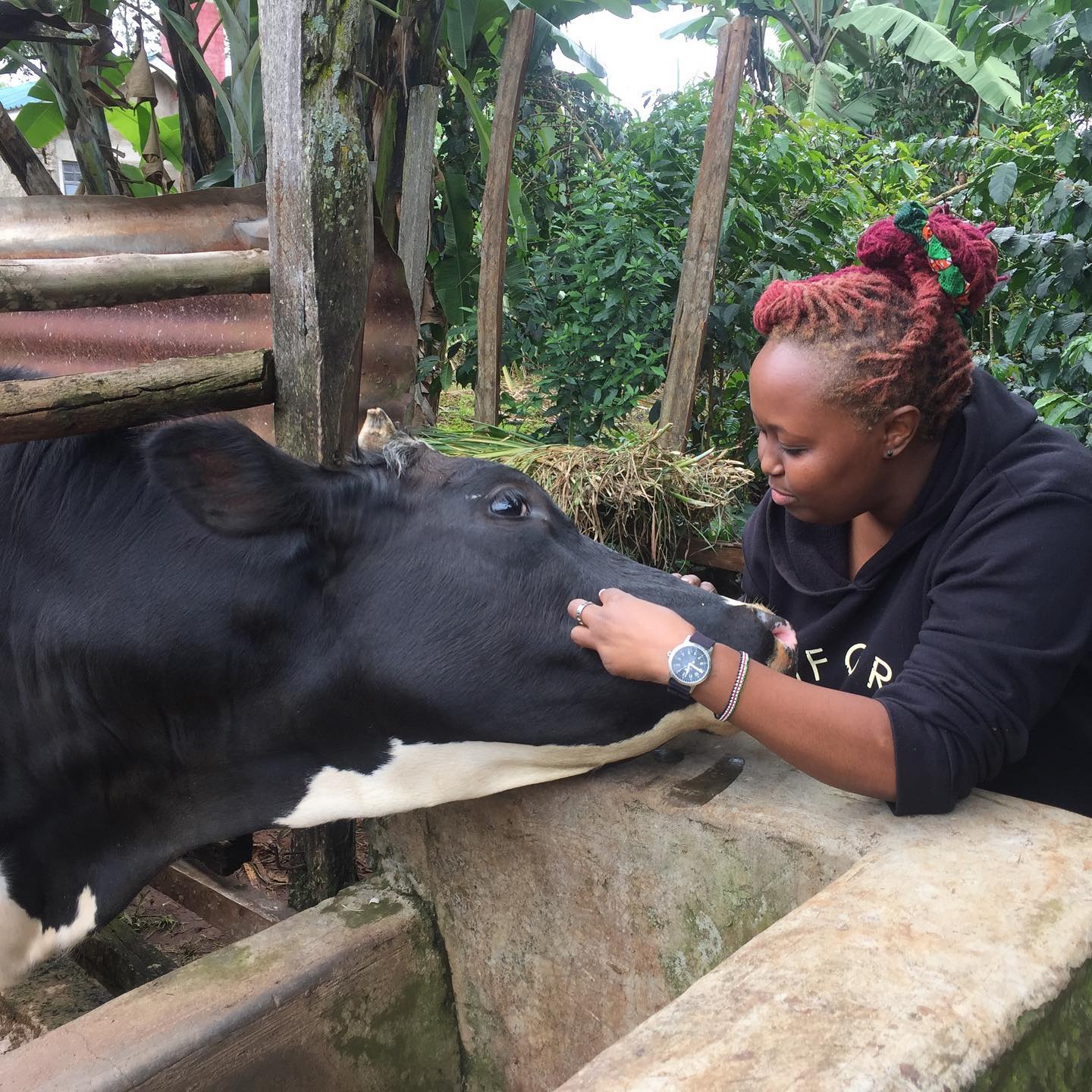 Dairy Farming In Kenya Value Media