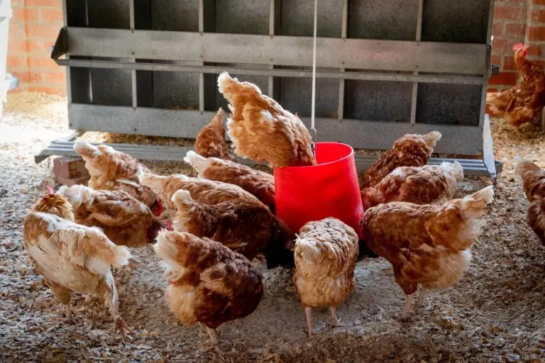 How many chickens should I keep in order to make a profit?