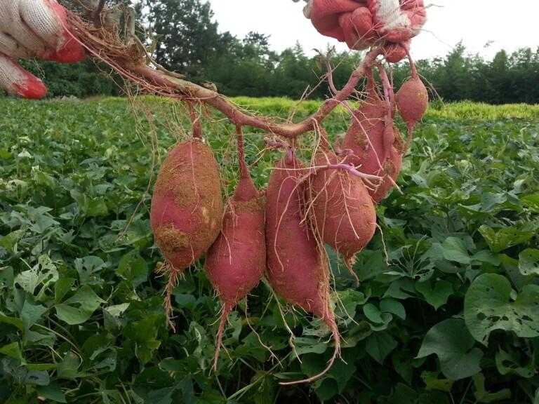 sweet potato farming in Kenya