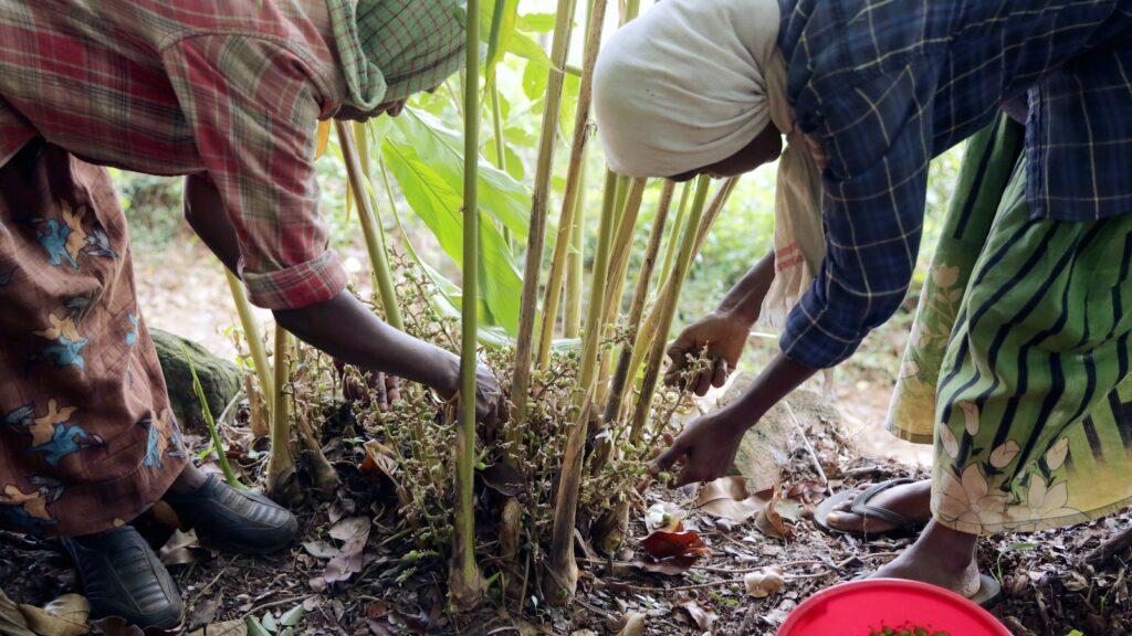 Cardamom cultivation