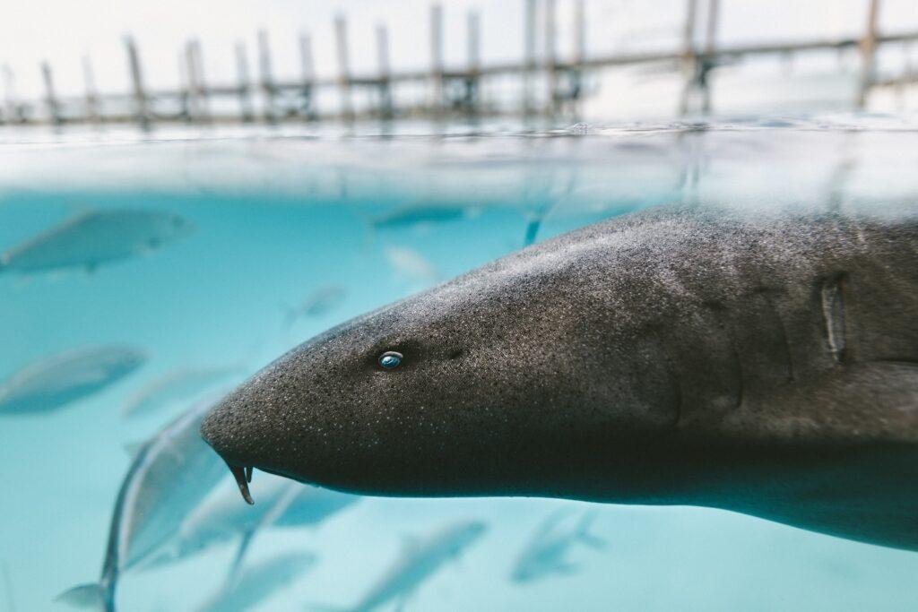 gray fish closeup photography